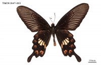 藏品(紅珠鳳蝶)的圖片